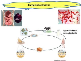 Campylobacteriosis
Ingestion of fecal
contamined milk
 