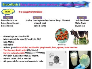 Brucellosis (Bang disease, storm abortion, contagious abortion)
cause
Brucella abortus bovine (contagious abortion or Bangs disease) Undulant fever
Brucella melitensis sheep& goat Malta fever
Brucella suis pork & cattle brucellosis
- Gram negative coccobacilli
- Micro-aerophilic need O2 and 10% CO2
- Non Motile
- Non spore
- Able to grow intracellular, localized in lymph node, liver, spleen, bone marrow
- The thermal death point (60/10min)
- Survive natural acidity???????????????????
- Persist in dust and soil for 2-3 month.
- Rare to cause clinical mastitis
- All spp can infect man and excrete in milk.
It is occupational disease
Spp. Animal. Man.
 