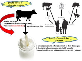(MOT)Sources of
milk contamination
Uterine discharge
Aborted fetus (MO localized in udder)
Placenta (contaminate dust) Dust borne infection
Sources of transmission
to human
1- direct contact with infected animals or their discharges.
2- inhalation of dust contaminated with brucella.
3-ingestion of infected milk or unpasteurized dairy product.
 