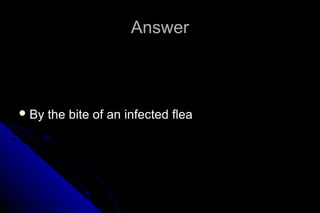 Answer

 By

the bite of an infected flea

 