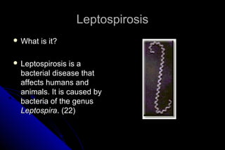 Leptospirosis
 What

is it?

 Leptospirosis

is a
bacterial disease that
affects humans and
animals. It is caused by
bacteria of the genus
Leptospira. (22)

 