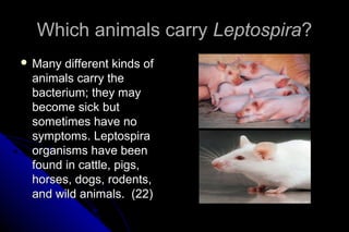 Which animals carry Leptospira?
 Many

different kinds of
animals carry the
bacterium; they may
become sick but
sometimes have no
symptoms. Leptospira
organisms have been
found in cattle, pigs,
horses, dogs, rodents,
and wild animals. (22)

 