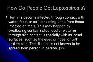How Do People Get Leptospirosis?
 Humans

become infected through contact with
water, food, or soil containing urine from these
infected animals. This may happen by
swallowing contaminated food or water or
through skin contact, especially with mucosal
surfaces, such as the eyes or nose, or with
broken skin. The disease is not known to be
spread from person to person. (22)

 