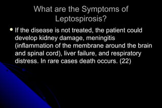 What are the Symptoms of
Leptospirosis?
 If

the disease is not treated, the patient could
develop kidney damage, meningitis
(inflammation of the membrane around the brain
and spinal cord), liver failure, and respiratory
distress. In rare cases death occurs. (22)

 