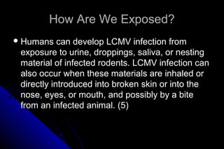 How Are We Exposed?
 Humans

can develop LCMV infection from
exposure to urine, droppings, saliva, or nesting
material of infected rodents. LCMV infection can
also occur when these materials are inhaled or
directly introduced into broken skin or into the
nose, eyes, or mouth, and possibly by a bite
from an infected animal. (5)

 