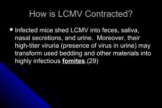 How is LCMV Contracted?
 Infected

mice shed LCMV into feces, saliva,
nasal secretions, and urine. Moreover, their
high-titer viruria (presence of virus in urine) may
transform used bedding and other materials into
highly infectious fomites.(29)

 