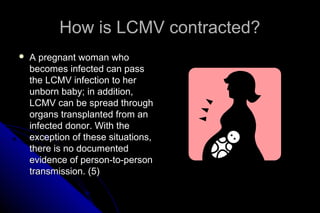 How is LCMV contracted?


A pregnant woman who
becomes infected can pass
the LCMV infection to her
unborn baby; in addition,
LCMV can be spread through
organs transplanted from an
infected donor. With the
exception of these situations,
there is no documented
evidence of person-to-person
transmission. (5)

 