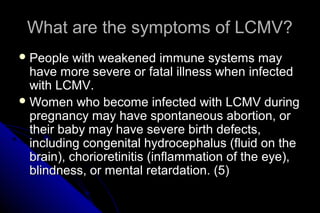 What are the symptoms of LCMV?
 People

with weakened immune systems may
have more severe or fatal illness when infected
with LCMV.
 Women who become infected with LCMV during
pregnancy may have spontaneous abortion, or
their baby may have severe birth defects,
including congenital hydrocephalus (fluid on the
brain), chorioretinitis (inflammation of the eye),
blindness, or mental retardation. (5)

 