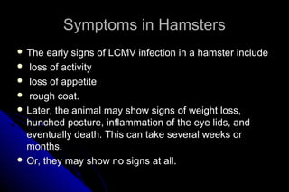 Symptoms in Hamsters
 The

early signs of LCMV infection in a hamster include
 loss of activity
 loss of appetite
 rough coat.
 Later, the animal may show signs of weight loss,
hunched posture, inflammation of the eye lids, and
eventually death. This can take several weeks or
months.
 Or, they may show no signs at all.

 