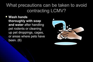 What precautions can be taken to avoid
contracting LCMV?
 Wash

hands
thoroughly with soap
and water after handling
pet rodents or cleaning
up pet droppings, cages,
or areas where pets have
been. (6)

 