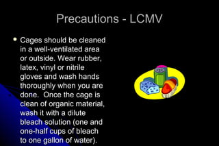 Precautions - LCMV
 Cages

should be cleaned
in a well-ventilated area
or outside. Wear rubber,
latex, vinyl or nitrile
gloves and wash hands
thoroughly when you are
done. Once the cage is
clean of organic material,
wash it with a dilute
bleach solution (one and
one-half cups of bleach
to one gallon of water).

 