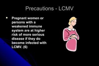 Precautions - LCMV


Pregnant women or
persons with a
weakened immune
system are at higher
risk of more serious
disease if they do
become infected with
LCMV. (6)

 