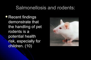 Salmonellosis and rodents:
Recent

findings
demonstrate that
the handling of pet
rodents is a
potential health
risk, especially for
children. (10)

 