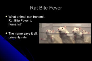 Rat Bite Fever
 What

animal can transmit
Rat Bite Fever to
humans?

 The

name says it all:
primarily rats

 