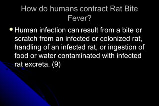 How do humans contract Rat Bite
Fever?
Human

infection can result from a bite or
scratch from an infected or colonized rat,
handling of an infected rat, or ingestion of
food or water contaminated with infected
rat excreta. (9)

 