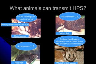 What animals can transmit HPS?
Found Throughout
North America

Southeastern U.S.

Primary reservoir for Hantavirus!

Cotton Rat
Deer Mouse
Southern New England,
Mid-Atlantic and southern states,
Mid-Western and western states

Southeastern U.S.

Rice Rat

White Footed Mouse

 