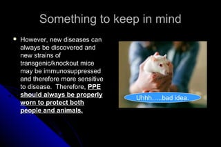Something to keep in mind


However, new diseases can
always be discovered and
new strains of
transgenic/knockout mice
may be immunosuppressed
and therefore more sensitive
to disease. Therefore, PPE
should always be properly
worn to protect both
people and animals.

Uhhh…..bad idea.

 