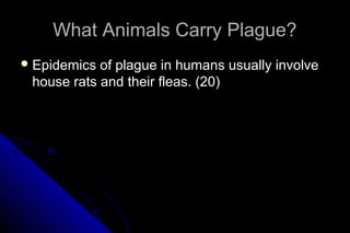What Animals Carry Plague?
 Epidemics

of plague in humans usually involve
house rats and their fleas. (20)

 