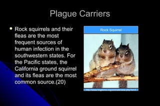 Plague Carriers
 Rock

squirrels and their
fleas are the most
frequent sources of
human infection in the
southwestern states. For
the Pacific states, the
California ground squirrel
and its fleas are the most
common source.(20)

Rock Squirrel

http://www.hoglezoo.org/animals/view.php?id=2

 