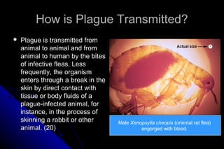 How is Plague Transmitted?


Plague is transmitted from
animal to animal and from
animal to human by the bites
of infective fleas. Less
frequently, the organism
enters through a break in the
skin by direct contact with
tissue or body fluids of a
plague-infected animal, for
instance, in the process of
skinning a rabbit or other
animal. (20)

Male Xenopsylla cheopis (oriental rat flea)
engorged with blood.

 