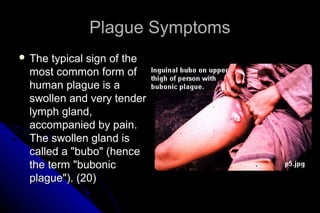 Plague Symptoms
 The

typical sign of the
most common form of
human plague is a
swollen and very tender
lymph gland,
accompanied by pain.
The swollen gland is
called a "bubo" (hence
the term "bubonic
plague"). (20)

 