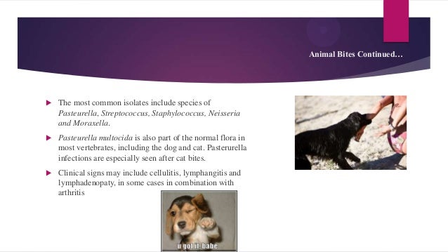 bacterial-zoonotic-diseases-of-pets-12-638.jpg?cb=1355909883