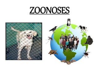 ZOONOSES
 