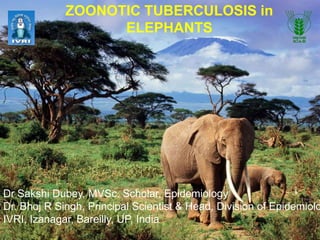 ZOONOTIC TUBERCULOSIS in
ELEPHANTS

Dr Sakshi Dubey, MVSc. Scholar, Epidemiology
Dr. Bhoj R Singh, Principal Scientist & Head, Division of Epidemiolo
IVRI, Izanagar, Bareilly, UP, India

 