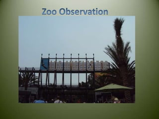 Zoo Observation 