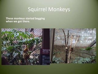 Squirrel MonkeysThese monkeys started begging when we got there.