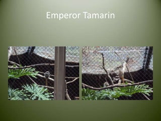 Emperor Tamarin