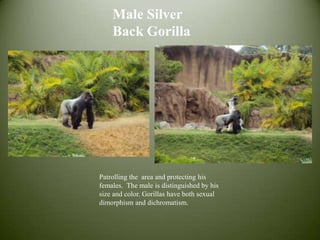 Male Silver Back GorillaPatrolling the  area and protecting his females.  The male is distinguished by his size and color. Gorillas have both sexual dimorphism and dichromatism. 