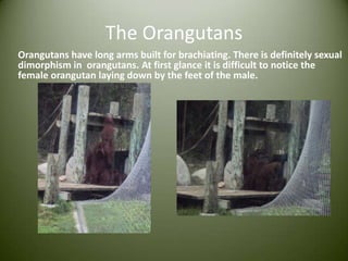 The OrangutansOrangutans have long arms built for brachiating. There is definitely sexual dimorphism in  orangutans. At first glance it is difficult to notice the female orangutan laying down by the feet of the male.