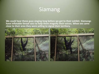 SiamangWe could hear these guys singing long before we got to their exhibit. Siamangs have inflatable throat sacs to help them magnify their voices. When we came close to their area they were yelling to signal their territory.