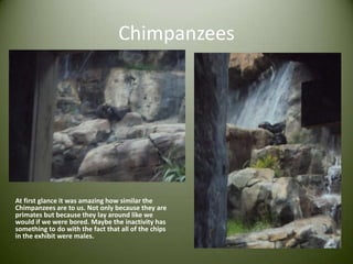ChimpanzeesAt first glance it was amazing how similar the Chimpanzees are to us. Not only because they are primates but because they lay around like we would if we were bored. Maybe the inactivity has something to do with the fact that all of the chips in the exhibit were males.