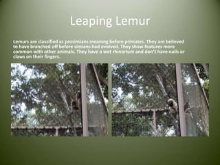 Leaping LemurLemurs are classified as prosimians meaning before primates. They are believed to have branched off before simians had evolved. They show features more common with other animals. They have a wet rhinoriumand don’t have nails or claws on their fingers.