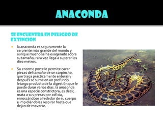 HIPOPOTAMOSE ENCUENTRA EN PELIGRO DE EXTINCIONEl hipopótamo es uno de los animales más grandes (sólo lo superan la ballena y el elefante).Nada, se sumerge y puede permanecer hasta cinco minutos bajo el agua, sin ahogarseCuando están bajo el agua. Su nariz y orejas se taponan automáticamente.Una espesa capa de grasa bajo la piel lo protege del frío.