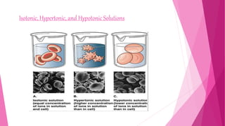 Isotonic, Hypertonic, and Hypotonic Solutions
 