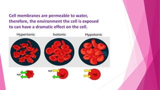 Cell membranes are permeable to water,
therefore, the environment the cell is exposed
to can have a dramatic effect on the cell.
 