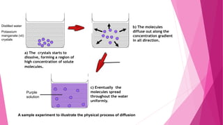 c) Eventually the
molecules spread
throughout the water
uniformly.
Purple
solution
A sample experiment to illustrate the physical process of diffusion
b) The molecules
diffuse out along the
concentration gradient
in all direction.
a) The crystals starts to
dissolve, forming a region of
high concentration of solute
molecules.
Distilled water
Potassium
manganate (vii)
crystals
 