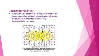 HYPOTONICSOLUTION:
• A solution that contains a LOWER concentration of
solute molecules (HIGHER concentration of water
molecules) than the other solution (cell).
• Cell expands (or may burst)
 