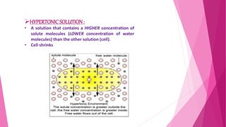 HYPERTONICSOLUTION:
• A solution that contains a HIGHER concentration of
solute molecules (LOWER concentration of water
molecules) than the other solution (cell).
• Cell shrinks
 
