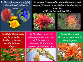 ZOOPHILY- POLLINATION WITH HELP OF ANIMALS | PPT