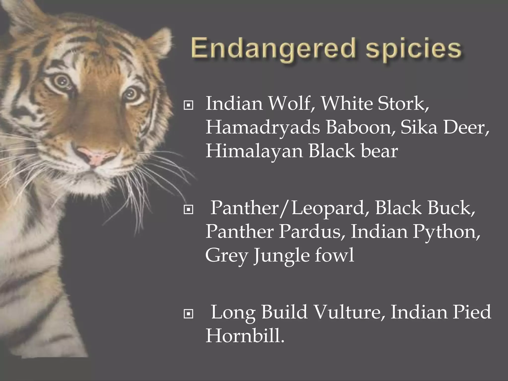  Indian Wolf, White Stork,
Hamadryads Baboon, Sika Deer,
Himalayan Black bear
 Panther/Leopard, Black Buck,
Panther Pardus, Indian Python,
Grey Jungle fowl
 Long Build Vulture, Indian Pied
Hornbill.
 