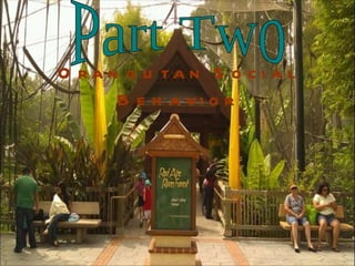 Orangutan Social Behavior Part Two 