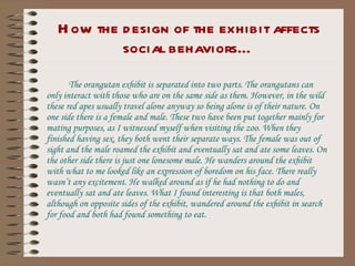 How the design of the exhibit affects social behaviors… The orangutan exhibit is separated into two parts. The orangutans can only interact with those who are on the same side as them. However, in the wild these red apes usually travel alone anyway so being alone is of their nature. On one side there is a female and male. These two have been put together mainly for mating purposes, as I witnessed myself when visiting the zoo. When they finished having sex, they both went their separate ways. The female was out of sight and the male roamed the exhibit and eventually sat and ate some leaves. On the other side there is just one lonesome male. He wanders around the exhibit with what to me looked like an expression of boredom on his face. There really wasn’t any excitement. He walked around as if he had nothing to do and eventually sat and ate leaves. What I found interesting is that both males, although on opposite sides of the exhibit, wandered around the exhibit in search for food and both had found something to eat. 