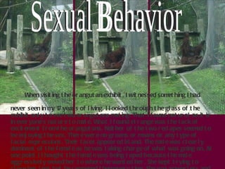 When visiting the orangutan exhibit, I witnessed something I had never seen in my 17 years of living. I looked through the glass of the exhibit only to see two orangutans mating. That I found natural as it is in everyone’s nature to mate. What I found strange was the lack of excitement from the orangutans. Neither of the two red apes seemed to be enjoying the sex. There were no groans or moans or any type of facial expressions. Their faces appeared bland. The male was clearly dominant of the female as he was taking charge of what was going on. At one point I thought the female was being raped because the male aggressively moved her to where he wanted her. She kept trying to close her legs but he reopened them every time. She was powerless and had no control over him. It looked as though she had given up and just laid back letting him do as he pleased. But then I thought well maybe orangutans don’t mate for pleasure as we humans and other primates like bonobos do. These two orangutans were mating in order to keep the cycle of reproduction going, they were strictly business.  Sexual Behavior 
