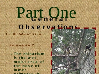General Observations 1.   A. What is a rhinarium? The rhinarium is the wet moist area of the nose of lower primates. It enables them to have a better sense of smell. B. Which primates have them? coquerel’s sifaka Part One 