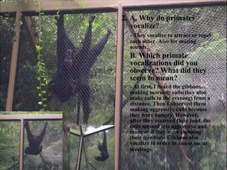 2 .  A. Why do primates vocalize? - They vocalize to attract or repel each other. Also for mating sounds. B. Which primate vocalizations did you observe? What did they seem to mean? - At first, I heard the gibbons making morning calls(they also make calls in the evening) from a distance. Then I observed them making aggressive calls because they were hungry. However, after they received their food, the calls seemed less aggressive and more as if they were claiming their territory. Gibbons also vocalize in order to assess social meetings. 