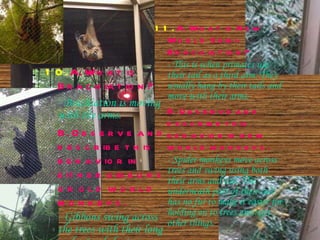 11.   A. What is New World Semi-Brachiation? - This is when primates use their tail as a third arm. They usually hang by their tails and move with their arms. B. Observe and describe this behavior in new world monkeys. - Spider monkeys move across trees and swing using both their arms and tail. The underneath part of their tail has no fur to make it easier for holding on to trees amongst other things. 10.   A. What is Brachiation? - Brachiation is moving with the arms. B. Observe and describe this behavior in either gibbons or old world monkeys. - Gibbons swing across the trees with their long and extended arms. 